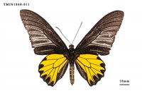 藏品(黃裳鳳蝶)的圖片